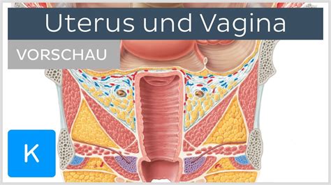 Geile Nahaufnahmen einer Vagina wie sie kommt